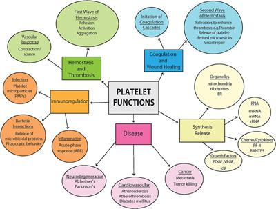 Role of Platelet Mitochondria: Life in a Nucleus-Free Zone